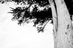 Family-Portraits-San-Francisco-Misti-Layne_77
