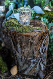 California Redwoods Elopements photographer