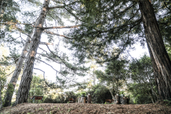 california redwoods elopement photographer