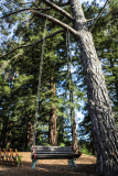California Redwoods Elopements photographer